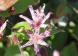 「ホトトギス」の花って見たことがありますか 花に紫色の..:2020/10/31 12:18