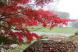 早朝の烏帽子山公園は深い霧に包まれています 紅葉したモ..:2020/11/02 09:00