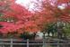 色さまざまに染まり鮮やかに紅葉した烏帽子山公園 その中..:2020/11/07 09:00