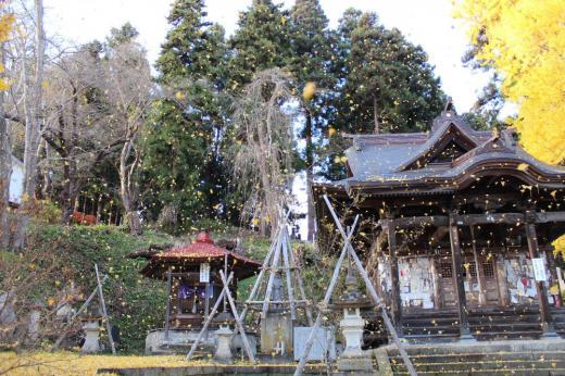 一瞬の風にイチョウの葉がカラカラと音を立てて花びらというよりは雪のように舞い落ちてきました あわててシャッターを切り  写し取ったたった一枚の写真です まさに秋から冬への様子を伝える一枚かもしれません/