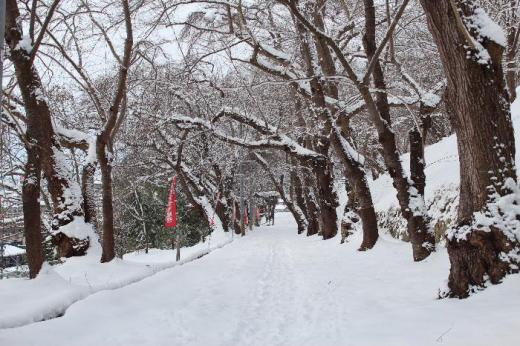 近くの烏帽子山公園に登ってみました 雪も少なく太陽が霞んで見える天候で大雪の予報がウソのようです 春になると一面の桜が開花する桜木はうっすらと雪がかかって 静寂に包まれまさに墨絵の風景が広がっています/