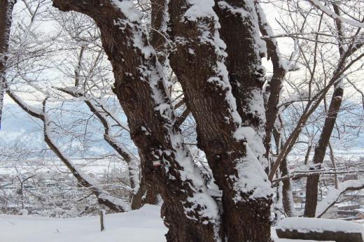 桜の木の下の雪の上に春に花を咲かせる蕾が食いちぎられてたくさん落ちていました 桜の花芽を食べる「ウソ」とい鳥の仕業に違いないと春の桜が心配になりました 冷たい西風を受けてじっと春を待つ桜木です 「ウソの鳥さん桜の花芽をあまり食べないでください」/
