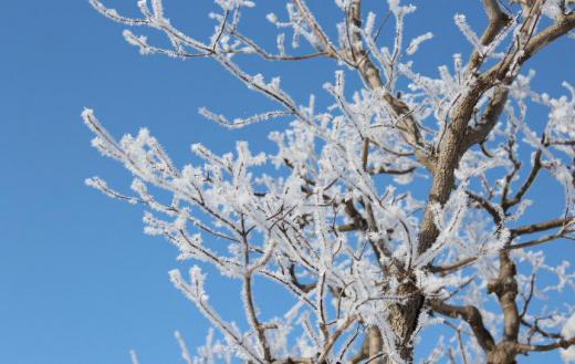 真っ白な冬の白い花をアップで紹介します 樹氷はこのような霧氷が成長してできるのでしょうか 寒い中での冬の花も一味ありますね /