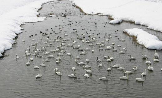 「赤湯冬点描7」土場橋付近に白鳥が飛来してかなりの年月が経っています かつてはパンを与えていたとのことですが今はくず米や米糠など雑穀類をどなたが餌として与えているようです ですから欠かさず来てくれているのだろうと思います まさに赤湯の冬の風物詩の一つです/