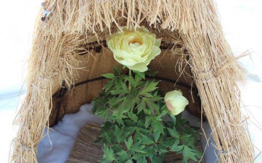 「冬咲きボタンその2」真冬に咲いているとは思えない鮮やかな黄色の花です 寒いのによく頑張って咲いています 雪の中に鉢植えが置いてありその上にワラで編んだコモのようなものが掛けてありました /