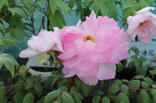 真冬にこんな素敵なボタンが見れるなんて感動です 今日は「冬咲きボタン3」です 冬の花ではないような美しさです 冬咲きボタン祭りが昨日で終わりました 今日からまた冬型の気候となりそうですがあまり雪が降らないでほしいと願っています/
