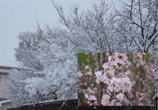 雪の花と啓翁桜 雪がようやく峠を越しました 淡雪のように木々の枝に咲いた真っ白な花と温室にさく啓翁桜をコラボした写真を作ってみました 外は寒い冬なのに温室には菜の花や桜の花が咲いています もう少しで春がやってくるのでしょうか/