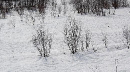 春の兆しを感じさせる朝となりました 雪の中に小さな木々が春を待っているかのように見え春がもう一息となりました もう雪はたくさんですね/
