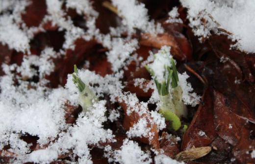 昨日の暖かさがウソのように寒い一日となりました 今も雪が降っています でも春の雪でしょうか気温が高いからでしょうか地面にはほとんど積もらず降ったさきから消えていきます 芽を出したクロッカスにふる雪もどかやわらかそうな感じがします 春の淡雪でしょうか/