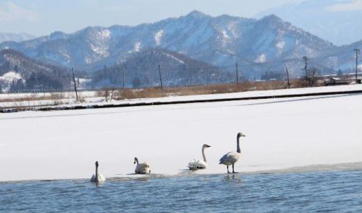 「白鳥の湖」ではありませんが増水した田んぼに多くの白鳥がひなたぼっこをしていました イオンタウンから金沢方面に向かう弁天橋の東に餌をついばんでいるのでしょうか気持ちよさそうに遊んでいるようです 土場橋が増水して流れが速くなって一羽もいなくなったのですがこっちに来ていたのですね/