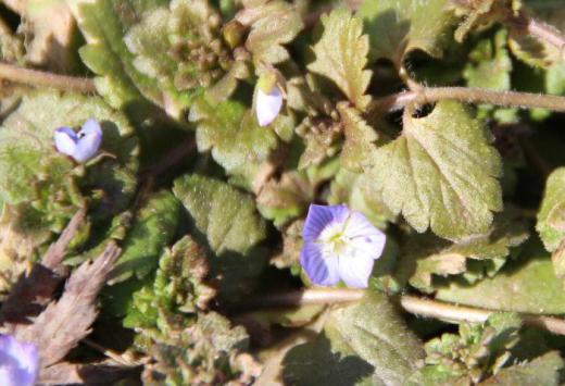 道路そばにオオイヌノフグリの花が咲いていました 今年初の自生している植物の花です 雑草でどこにでも咲く花ですが春一番に咲く花で小さな紫色の花をたくさん咲かせる名前に似合わない可憐な花です/