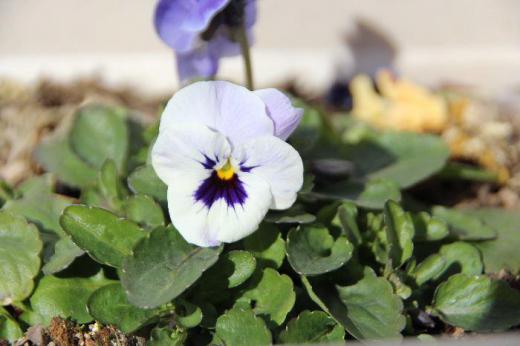 昨年採種してパンジーを植えました 昨秋に芽を出しましたがようやくいくつか花を咲かせてくれました 種から植えたパンジーなので咲いてくれたことにうれしくなりました 日増しに暖かくなりますのでこれからどんどん咲いてくれるのでは/