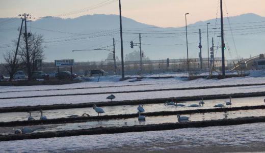 朝日をあびた白鳥 雪解けの進んだ田んぼで北帰行の準備をしているのでしょうか餌をついばんでいます 独特の声を出して列をなして飛んでいる様子も見られるようになりました /