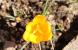 我が家に春を告げる黄色のクロッカスの花が咲きました 今..:2021/03/13 09:00
