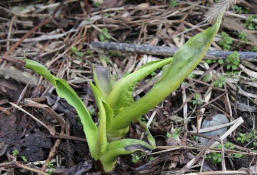 我が家の裏の隣家のミズバショウが芽を出しています 少し肌寒い曇り空ですがわずかに春を感じさせてくれるようになりました ミズバショウが開花するのは何時だっただろうか/