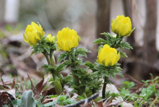 フクジュソウの花を見つけました 春を探しに街を散歩しました 風もあり体感は冬のような寒さでしたが日当たりのよい庭に福寿草が咲いていました 春一番に咲いてくれる花の一つです/