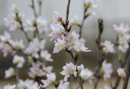桜の花が満開です といっても先日いただいた啓翁桜が室内で開花したものです 室内での開花ですが春はやっぱり桜ですね 烏帽子山公園の桜の蕾はまだまだ固く開花が待たれます/