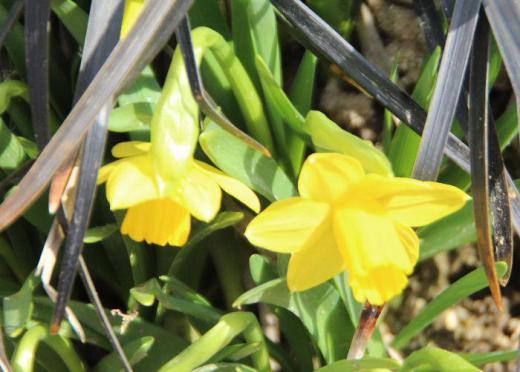 スイセンの花をあちこちで見かけるようになりました 昨日はまさに春本番のような陽気で草花の芽が勢いよく芽吹いてくる音が聞こえてきそうな日和となりました 花も次々と咲いています 春を象徴するスイセン(ミニスイセン)の黄色の花が目に飛び込んできました/