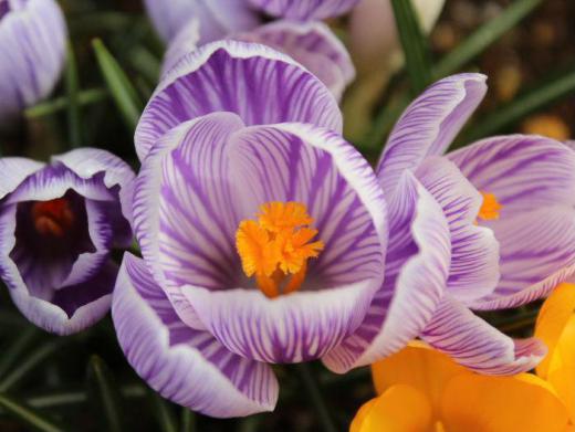 淡い薄紫色のクロッカスの花が咲き始めました 花弁の中には鮮やかな黄色の雄しべと雌しべが覗いています アップしてみるとなんとなく神秘的な感じがします 背の低い花ですが一斉に咲き始めると見事に春の花壇を彩ってくれる花の一つです /