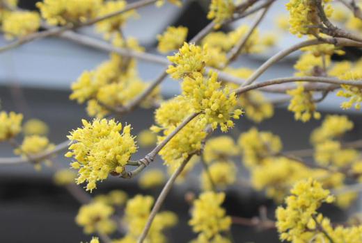 とても可愛い小さな黄色の花がたくさん咲いています 3月22日に「ミモザ」ではないかと紹介しましたが花が咲きましたので改めてしらべてみましたが「サンシュユ」ではないかと思われます 秋には細長い赤い実をつけるといわれています 秋にもう一度観察してみます 赤湯温泉にはこの花の名前と同じ旅館があります 名前の由来は何でしょうか /