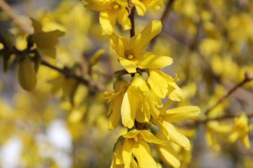今年もレンギョウが早くも咲きました 釣鐘状の鮮やかな黄色の花をつけていますが昨年は野鳥に啄まれてほとんど花を見ることができませんでしたが 今年は何とか花を愛でることができました 花々を観察していると早春には淡い黄色やピンクの花が咲き季節が進むと鮮やかな色の花となり さらに濃い青や赤の花が咲くようになります レンギョウも春を告げる花の一つでしょうか/