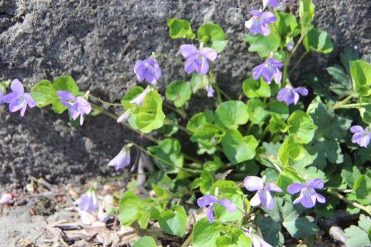 º£Ä«¤Ïµ¨Àá³°¤ì¤ÎÀ㤬¹ß¤Ã¤Æ¤¤¤Þ¤¹ºòÆüÅìÀµ»û´Ñ²»Æ²¤ÎÀÐÃʤËø»ç¿§¤Î¥¹¥ß¥ì¤Ë»÷¤¿¾®¤µ¤Ê²Ö¤¬¤µ¤¤¤Æ¤¤¤Þ¤¹¡¡£³·îÃæ½Ü¤«¤éºé¤¤¤Æ¤¤¤Þ¤·¤¿¤Î¤Çµ¤¤Ë¤Ê¤ê¡¡Ä´¤Ù¤Æ¤ß¤ë¤È¥¿¥Á¥Ä¥Ü¥¹¥ß¥ì¤ÇÆ»¤Ð¤¿¤äÁðÃÏ¡¢²ÖÃŤʤɤǤ褯¸«¤«¤±¤ë²Ö¤Ç¤Ï¤Ê¤¤¤«¤È»×¤ï¤ì¤Þ¤¹¡¡²Ö¤Ï£±.£µ¡Á£²Ñ¤ÎÂ礤µ¤Ç¡Ö»³Ï©¤¤Æ²¿¤ä¤é¤æ¤«¤·¤¹¤ß¤ìÁð¡×¡ÊÇξ֡ˤ˱Ӥï¤ì¤Æ¤¤¤ë¥¹¥ß¥ì¤Ï¤³¤Î²Ö¤Ç¤Ï¤Ê¤¤¤«¤È¤¤¤ï¤ì¤Æ¤¤¤Þ¤¹/