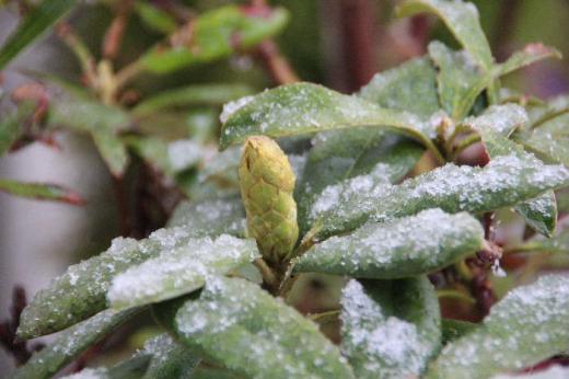 朝から大粒の雪が降っています 桜の開花も宣言されたのに大きくなったシャクナゲの蕾は雪に包まれています 入学式が終わり今日から小学生が登校しています 新1年生はつらいだろうな/