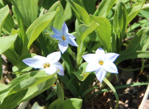 Mさんの庭にハナニラの花が咲いていました 写真の大きな葉ではなく下の方に付いている細長い葉がハナニラの葉でニラ特有の香りがします 白や淡紫色の他ピンクや黄色もあるといいます 星形の花形から英名はスプリングスターフラワーと付いています 正に春のスターでしょうか/