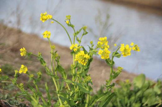 白竜湖から流れる用水路の川べりに菜の花がさいていました 至る所に咲いている菜の花は春の風景によく似合う花の一つです 春真っ盛りで烏帽子山公園の桜も満開です/