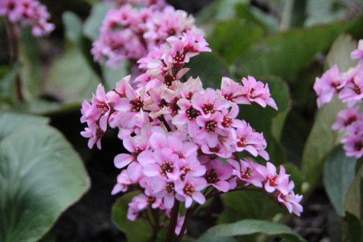 花の茎を長く伸ばしピンクの「ヒマラヤユキノシタ」がそちこちに咲いています 冬でも大きな葉を雪の下からのぞかせているので「ユキノシタ」といいます 太い根茎が長い柄をもつ肉厚の葉が重なりあうように生え早春から5弁の花を円錐状に咲かせてくれます /