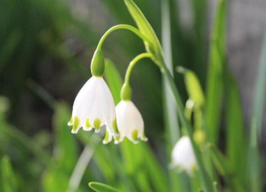 スイセンに似た葉で白い花の先に緑の斑点が付いた釣鐘状の花が咲いています 「スノーフレーク」の名前が付いていますが「オオマツユキソウ」「スズランスイセン」の別名があります 濃い緑の葉と白のコントラストが美しく一足早くスズランの花を見るようです/