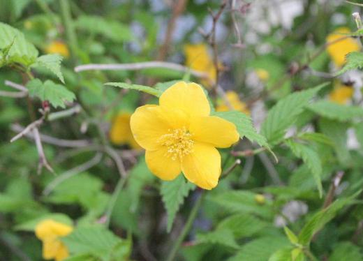 枝先に4,5センチほどの黄色の5枚の花弁をもつ「ヤマブキ」の花が咲いています さわやかな黄色でまさに春の花といった感じの花木です 秋には9月頃4〜5個の実が付きます 八重咲のヤマブキも咲いています/