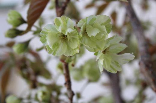 烏帽子山公園の桜はすっかり葉桜になりましたが、我が家の鉢植えの桜がようやく咲きました、黄緑色の「御衣黄(ギョイコウ)」というあまり見慣れない桜です。葉と一緒に咲いていますので花があまり目立たないのですが珍しい桜の一つではないでしょうか 名前の由来は貴族の衣服の萌黄色に近いためとのことです 江戸時代京都の仁和寺に植えられていたのが始まりとされています/
