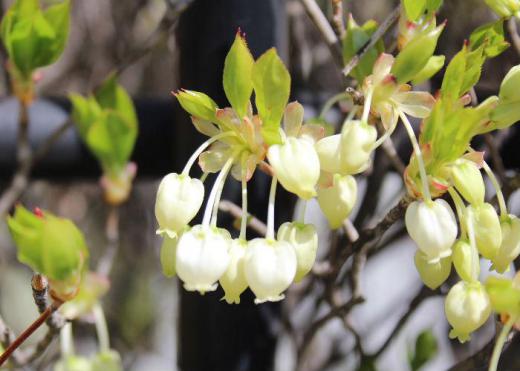 秋に真っ赤に紅葉し秋を彩る「ドウタンツツジ」の花が咲いています 葉と同時に枝先に3,4個ほどの白い釣鐘のような花が咲き 垣根として庭に植栽されている若い薄緑の葉とともに春を告げています/