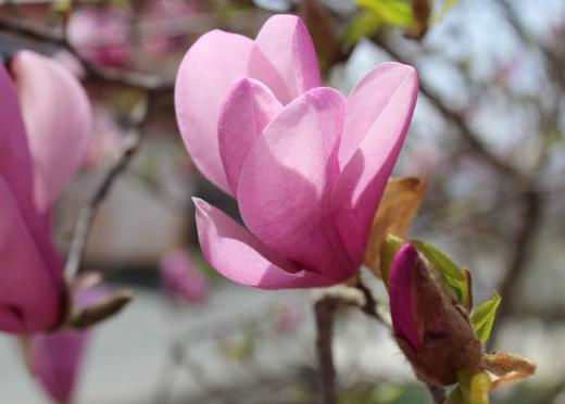 「ハクモクレン」を4月4日に紹介していますが 紅いモクレンが近所の庭にさいています 花弁が6枚あり長さ5〜13cmほどで多少の芳香があります 夏に向かって咲く花の一つです/