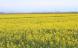 昨日はやや肌寒さを感じる一日でしたが畑には一面の菜の花..:2021/04/27 09:00