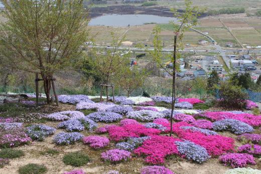 赤湯の秋葉山頂付近のシバザクラが植栽されている畑に行ってみました コロナ禍の中で庭園は立ち入り禁止ですが庭園の外から写真を撮らせてもらいました 眼下に白竜湖を眺め見事なシバザクラ庭園に感動です おいでになる方は駐車場がありませんのでご注意を/