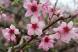 モモの花が咲いています 市内Oさんの果樹園でみつけまし..:2021/05/06 09:00