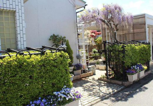 庭のフジの花が咲き始めました 今から40年以上前ですが一鉢のフジの木をいただきました その後地植えをしたものですが今も現役で花を咲かせてくれます ささやかな5月の庭を彩ってくれています /