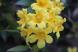 とてもいいニオイの「カロライナジャスミン」の黄色の花が..:2021/05/11 09:00