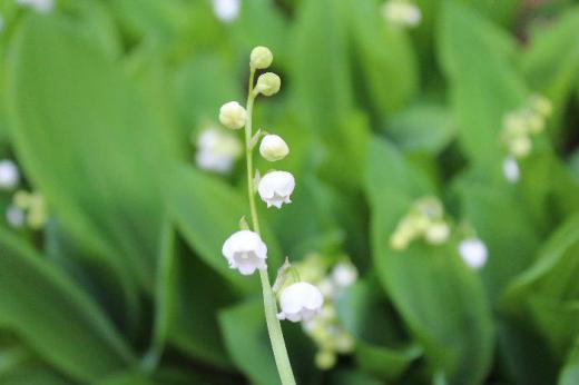 5月の花を代表するようにスズランが咲いています 緑色の葉の中に可憐な白い花は爽やかを届けてくれます フランスでは花嫁にスズランを贈る風習があるそうです またメーデーにはスズランの花を贈り合うともいわれています。 /