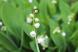 5月の花を代表するようにスズランが咲いています 緑色の..:2021/05/12 09:05