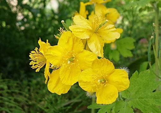 山形市の蔵王の麓にある喫茶店のそばを流れる川のほとりに鮮やかな黄色の「ヤマブキソウ」が咲いていました 花がヤマブキに似ている所からこの名前が付いたといわれています 澄んだ清流の川音と「ヤマブキソウ」の花がコラボしています 初夏を感じるひと時です/