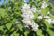 白いライラックの花でしょうか とある庭に朝日に照らされ..:2021/05/14 09:00