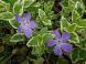 木の下の涼し気なところに星形のような5枚の花弁で薄紫色..:2021/05/15 09:00