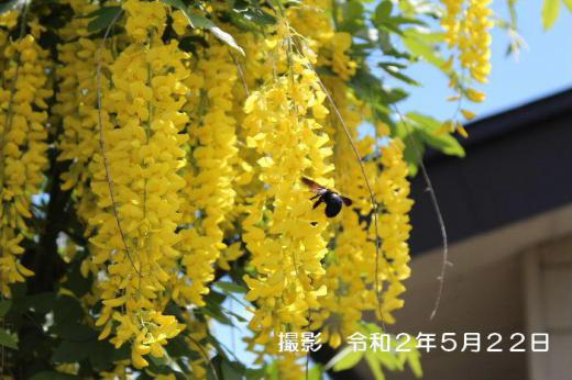 昨年黄色のフジの花と紹介した「エニシダ」です 我が家の鉢植えの小さな木は本当にささやかですが大きく育ってほしいと願っています それまで生きているだろうか/