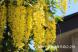 昨年黄色のフジの花と紹介した「エニシダ」です 我が家の..:2021/05/16 09:05