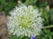 丸いボールのような形をした花「アリウム」が長い茎の先に..:2021/05/17 09:00