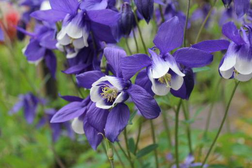 鮮やかな紫色の花を咲かせている「ミヤマオダマキ」がそちこちに咲いています 山野草で高温多湿にやや弱いので夏に半日陰となるような場所に植えられています なんと花言葉は「愚かなこと」だって/