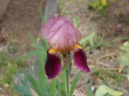 変わった花がさいていました 球根性のアヤメの仲間「アイリス」の一種です 葉を見るとアヤメ科の花を思わせてくれる花です 街を散歩していると黄色と紫、白い花などそちこちに見つけました 今庭を彩っている花です/